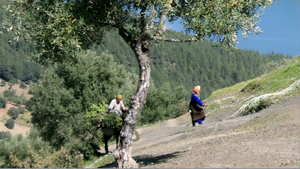 Marcher dans la campagne Rifaine