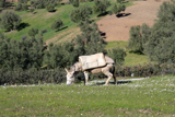 mulet qui broute dans le Rif 
